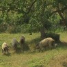 Напуштене мангулице уништавају летину