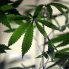 Грчка, сушили марихуану у подруму цркве