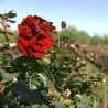 Маскаре: мирис Троморавља