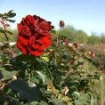 Маскаре: мирис Троморавља