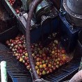 Oбновљена производња у књажевачком Џервину