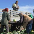 Богат род купуса умањио зараду