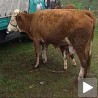Велика понуда на сточној пијаци