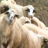 Будућност у органској производњи хране 