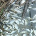 Почело чишћење језера у Драгоцвету