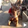 Коњска снага и људска "памет"