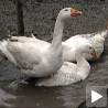 Борбе гусана у Мокрину