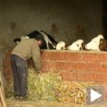 Припреме фармера и млекара за ЕУ