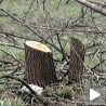Кривичне пријаве против шумокрадица