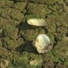 Бованско језеро скоро пресушило