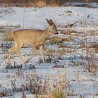 Кривичне пријаве због окрутног криволова