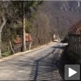 Вране напокон на асфалту