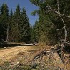 Заштита шума на Тари