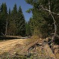 Заштита шума на Тари