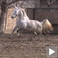 Липицанери из Добрице