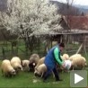 Развој сточарства у Републици Српској