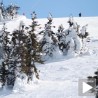 Снежно пролеће