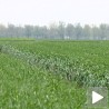Пепелница и рђа прете усевима