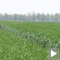 Пепелница и рђа прете усевима