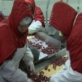Златна медаља за квалитет