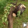 Српски обичаји на Ђурђевдан