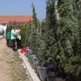 Извоз украсног биља у Русију 