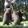 Мечићи у потрази за домом