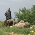 Шта је узрок угинућа оваца?