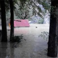 Код Чачка 700 угинулих животиња