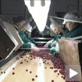 Берба и откуп вишања у топличком крају