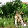 Последице невремена у нишком крају