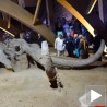 Председник Николић отворио Мамут парк