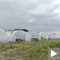 Пластеници за младе пољопривреднике