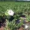 И зечеви воле лубенице