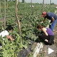 Повртари све више производе корнишоне