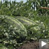 Купују јефтиније, а не квалитетније