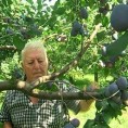 Воће из Буковице осваја Русију