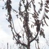 Како помоћи произвођачима трешања