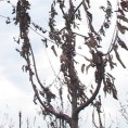 Како помоћи произвођачима трешања