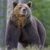 Бибер песмом отерао медведа и спасао живот пецарошу