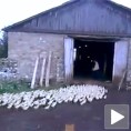 Руска војна школа за пачиће?
