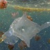„Убица“ вреба из мора