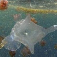„Убица“ вреба из мора