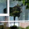 Лос у незваничној, али пријатељској посети „Сименсу“
