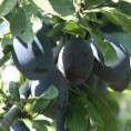 Родила шљива у блачком крају