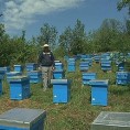 Лоша година за пчеларе