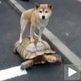 Градски превоз