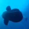„Ухваћено“ чудовиште из „20.000 миља под морем“
