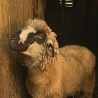 Угинуло 12 оваца од "плавог језика"