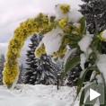 Снежна мећава на Голији